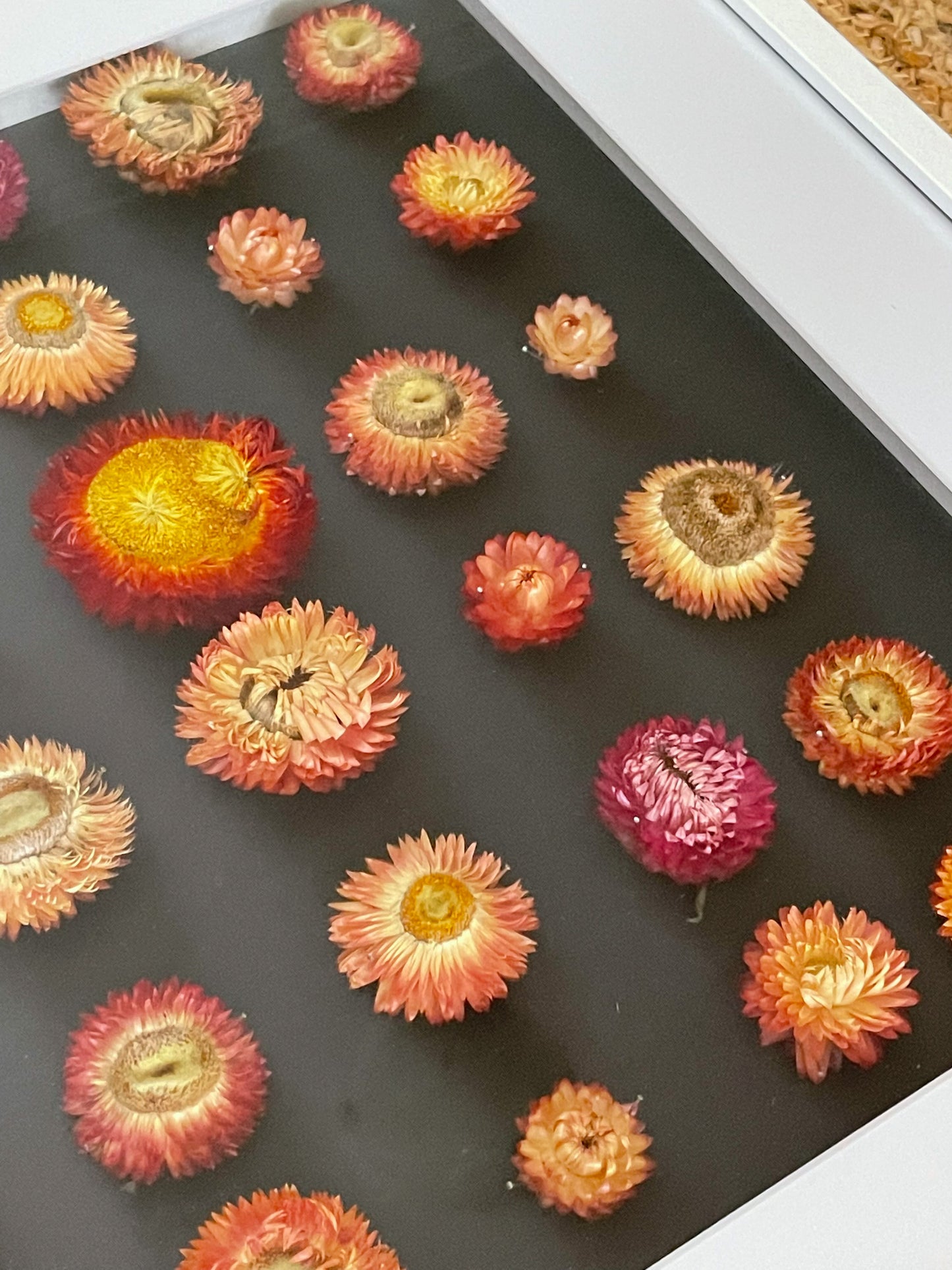Paper Flowers No.1